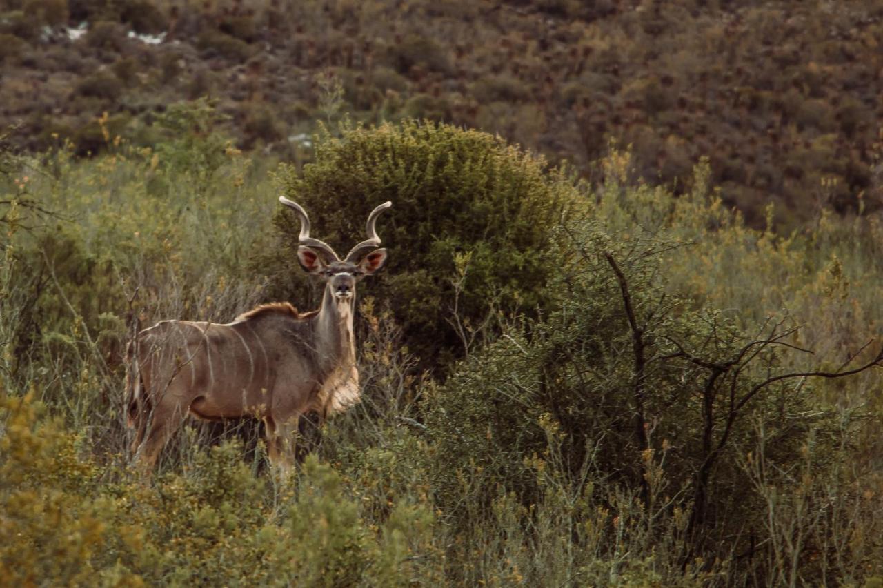 Wildehondekloof Game Lodge Matjiesrivier  Экстерьер фото