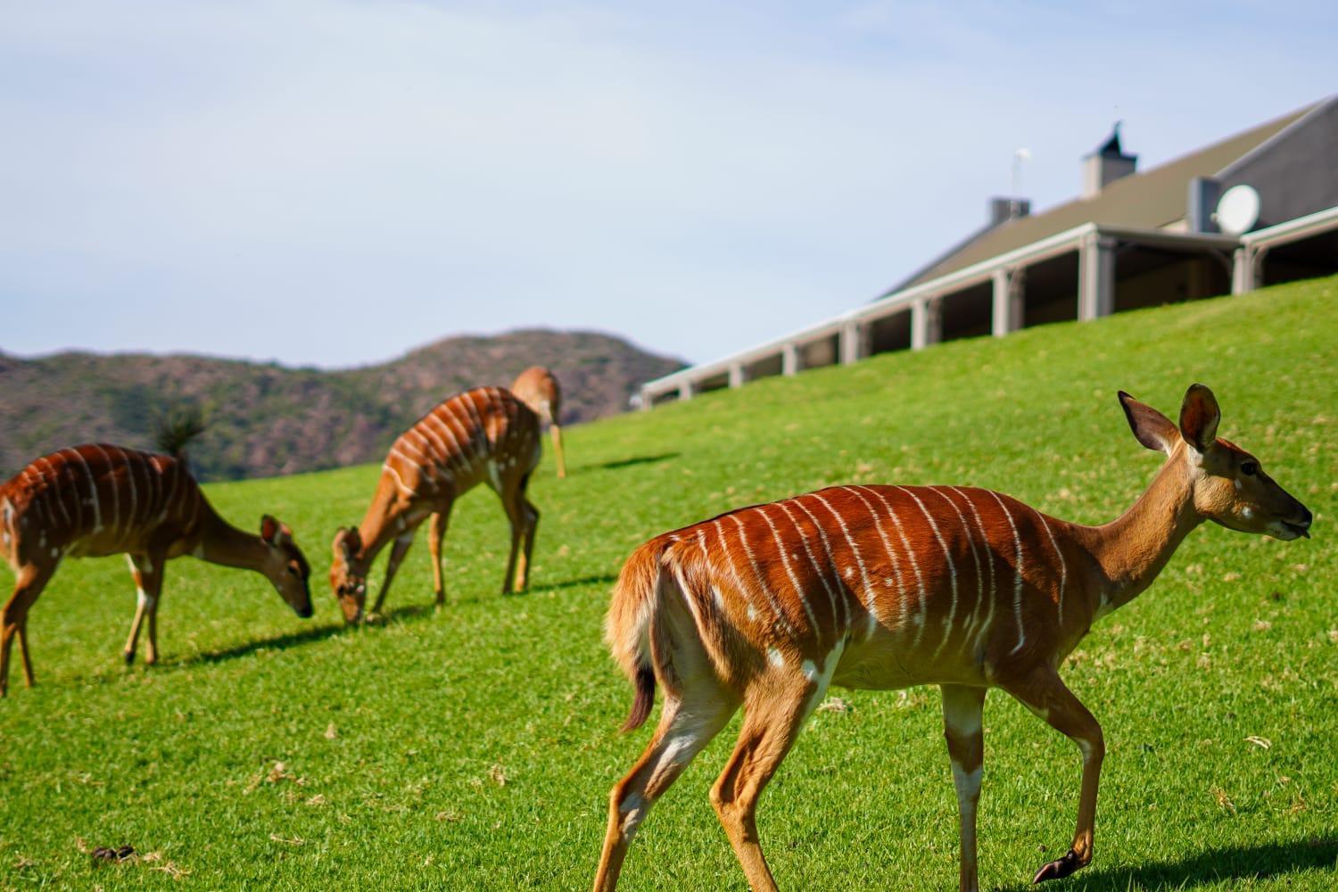 Wildehondekloof Game Lodge Matjiesrivier  Экстерьер фото