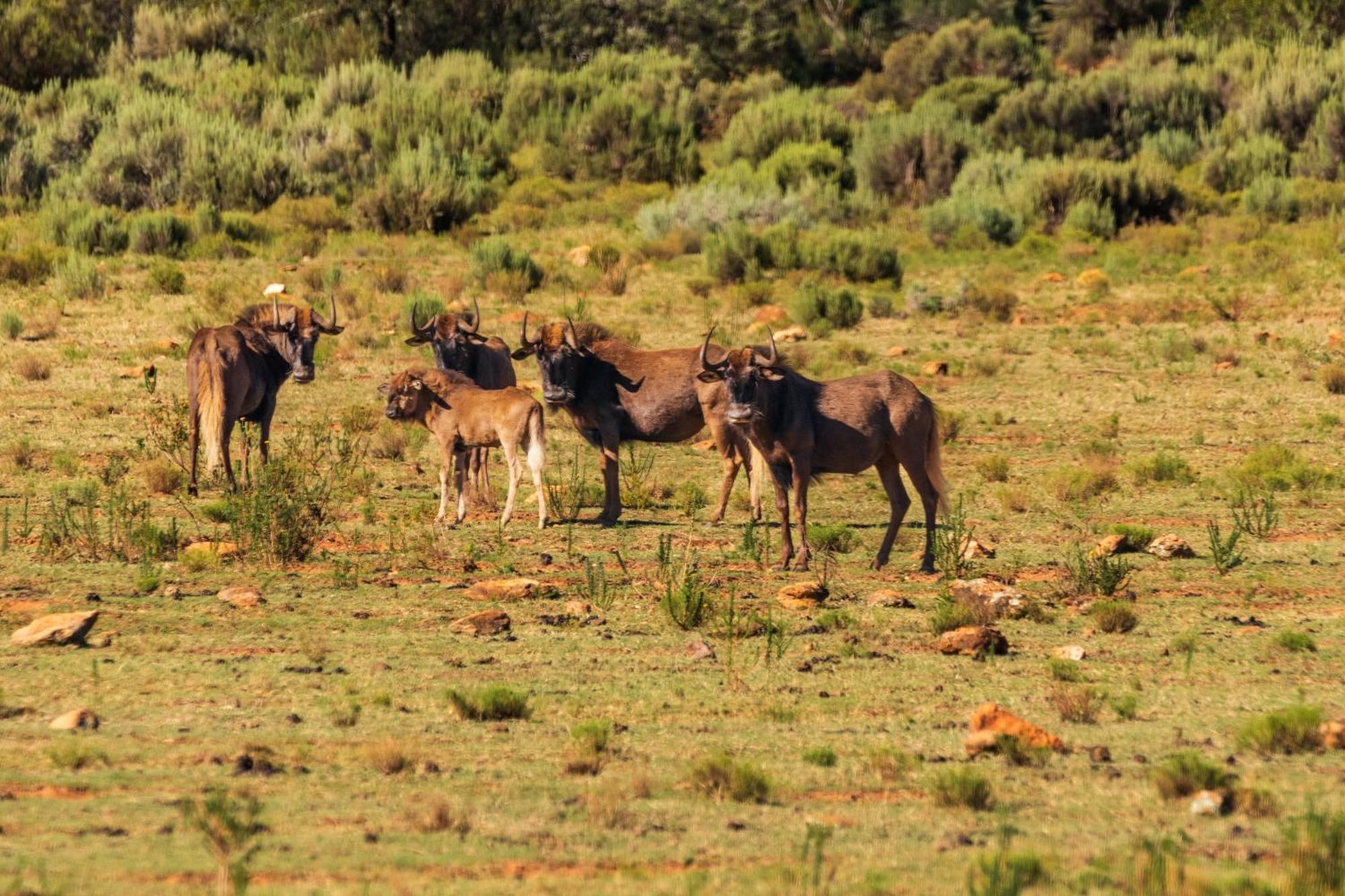 Wildehondekloof Game Lodge Matjiesrivier  Экстерьер фото