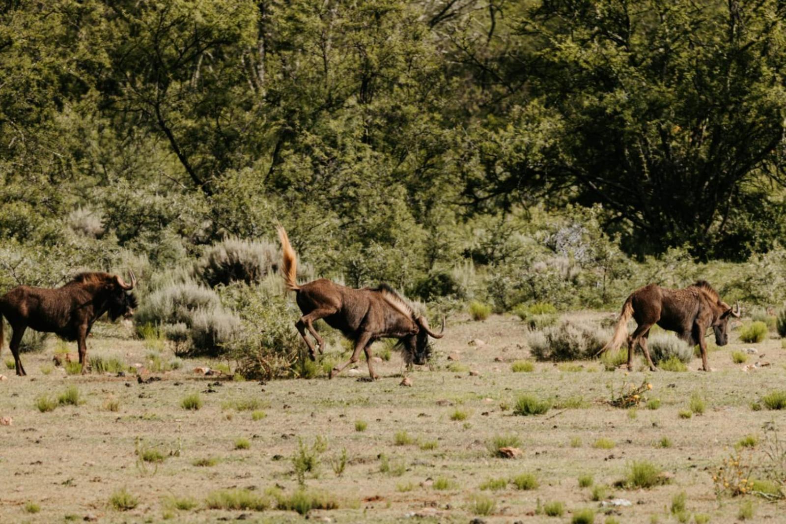 Wildehondekloof Game Lodge Matjiesrivier  Экстерьер фото