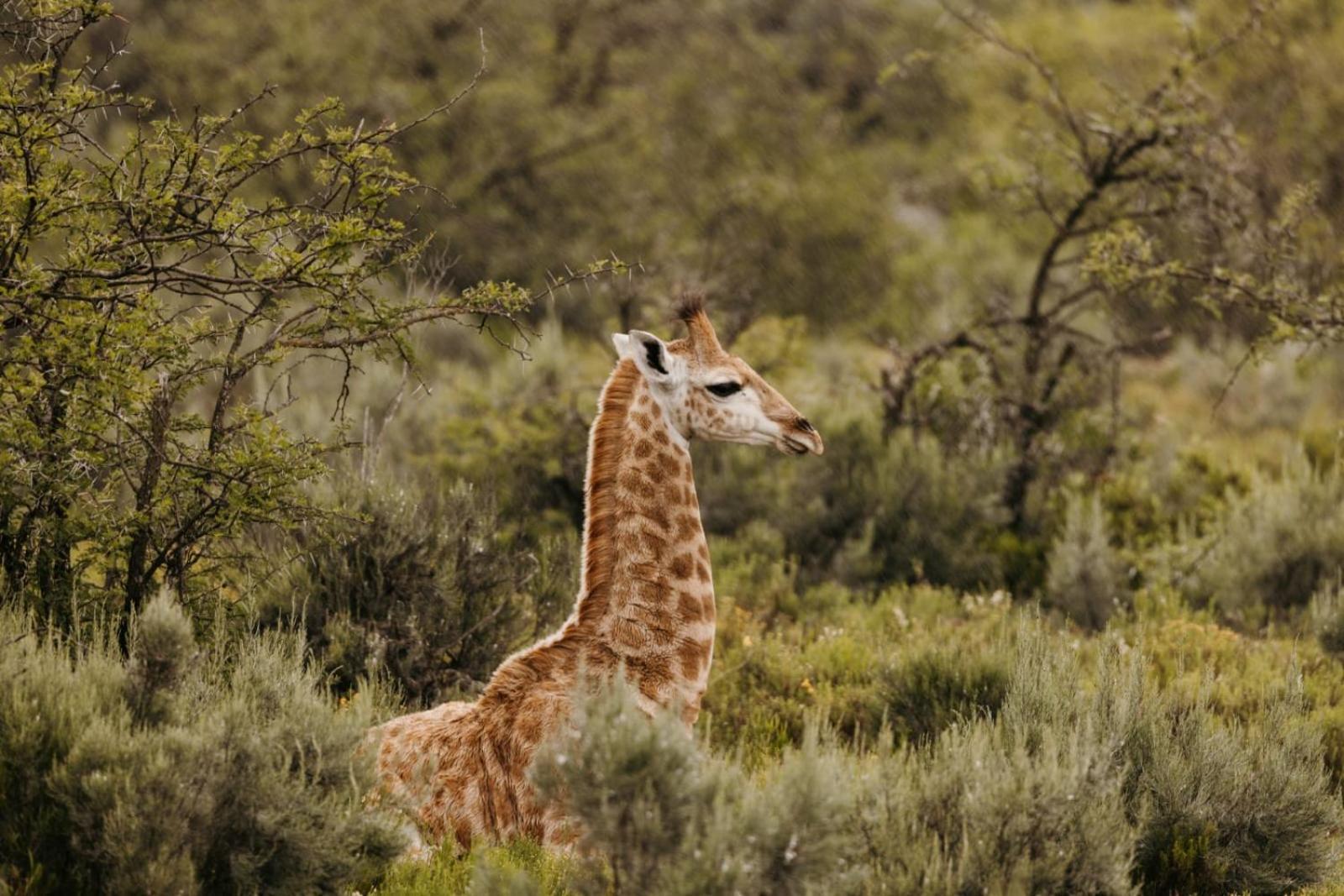 Wildehondekloof Game Lodge Matjiesrivier  Экстерьер фото