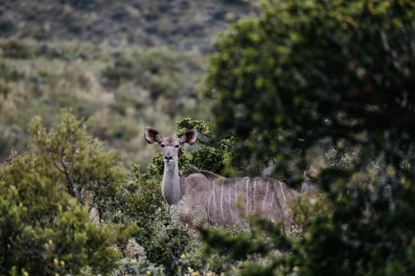 Wildehondekloof Game Lodge Matjiesrivier  Экстерьер фото