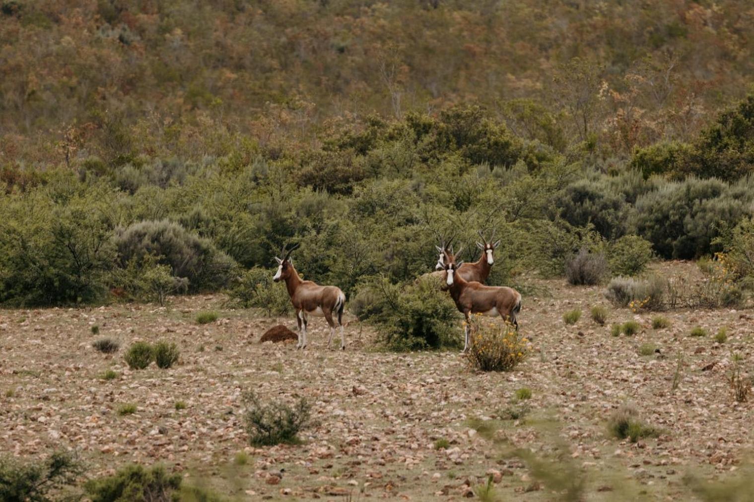 Wildehondekloof Game Lodge Matjiesrivier  Экстерьер фото