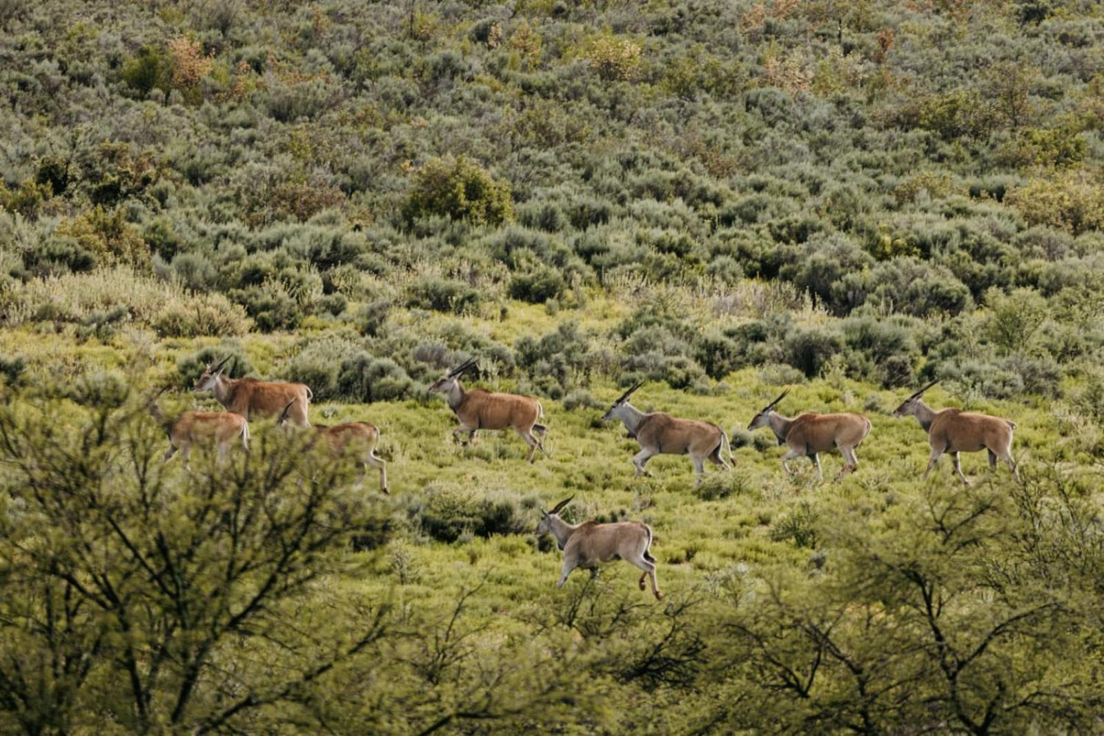 Wildehondekloof Game Lodge Matjiesrivier  Экстерьер фото