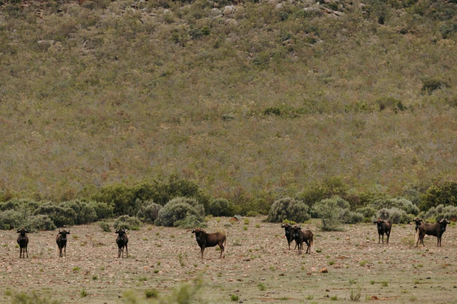 Wildehondekloof Game Lodge Matjiesrivier  Экстерьер фото