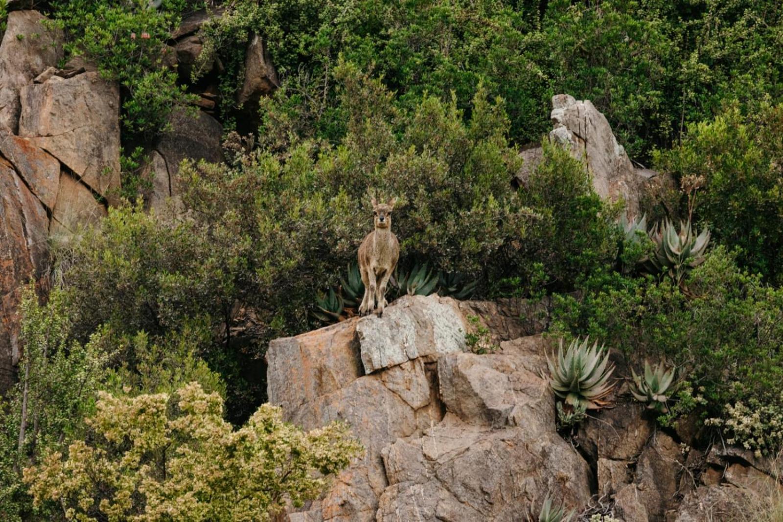 Wildehondekloof Game Lodge Matjiesrivier  Экстерьер фото