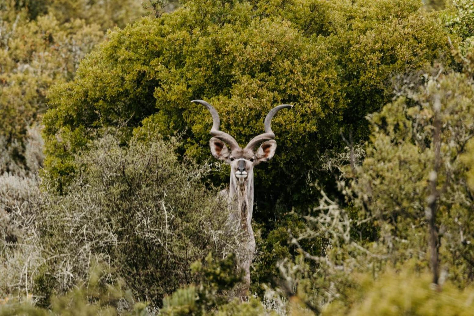 Wildehondekloof Game Lodge Matjiesrivier  Экстерьер фото