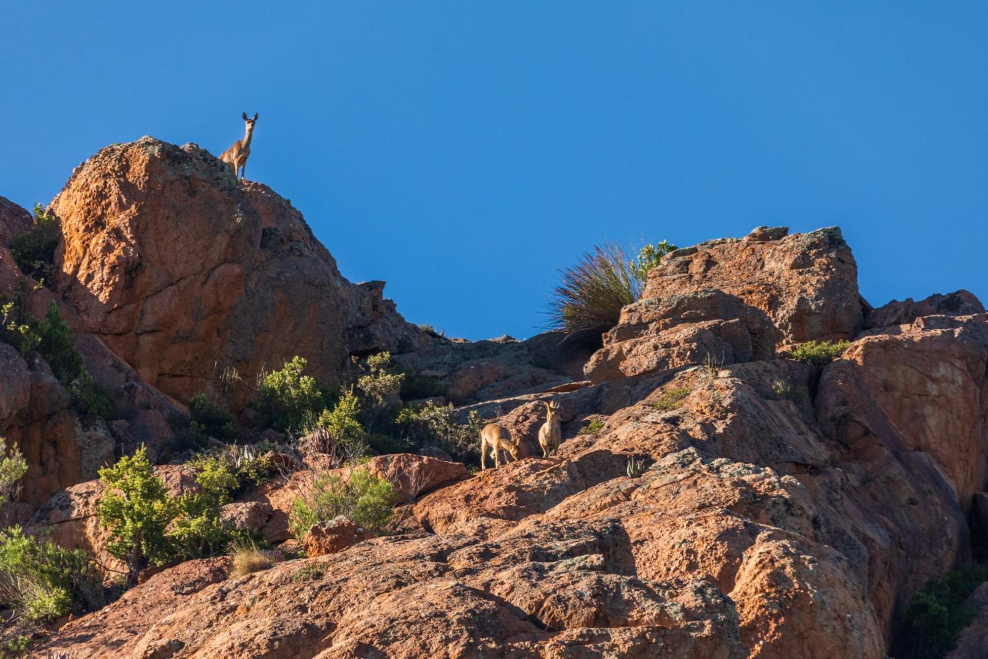 Wildehondekloof Game Lodge Matjiesrivier  Экстерьер фото