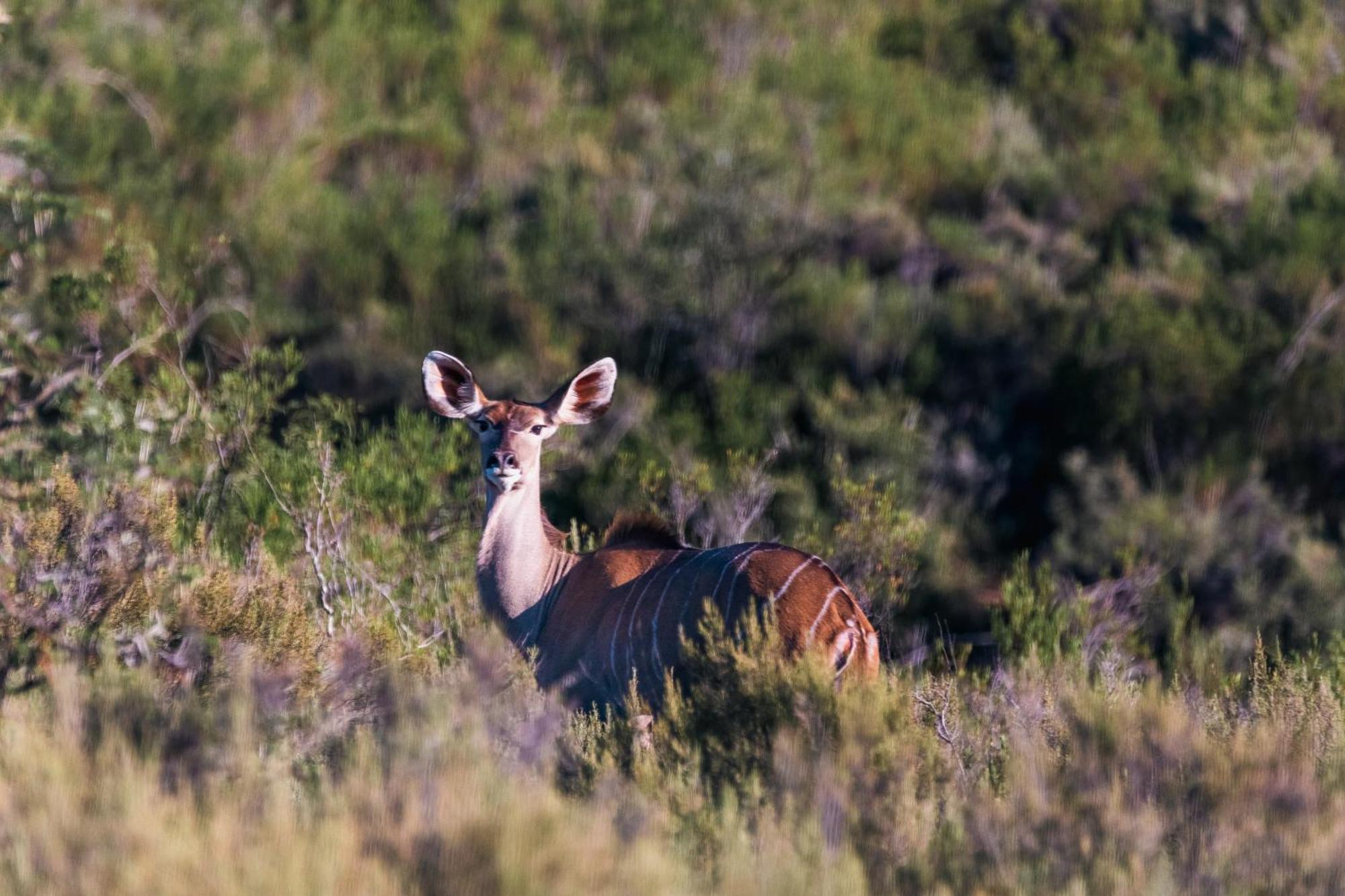 Wildehondekloof Game Lodge Matjiesrivier  Экстерьер фото