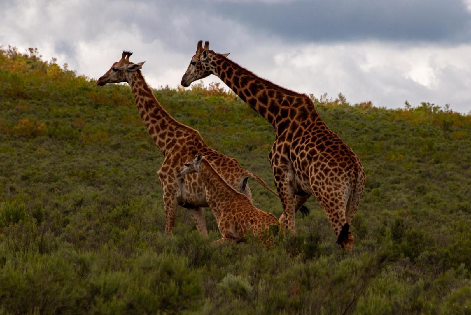 Wildehondekloof Game Lodge Matjiesrivier  Экстерьер фото