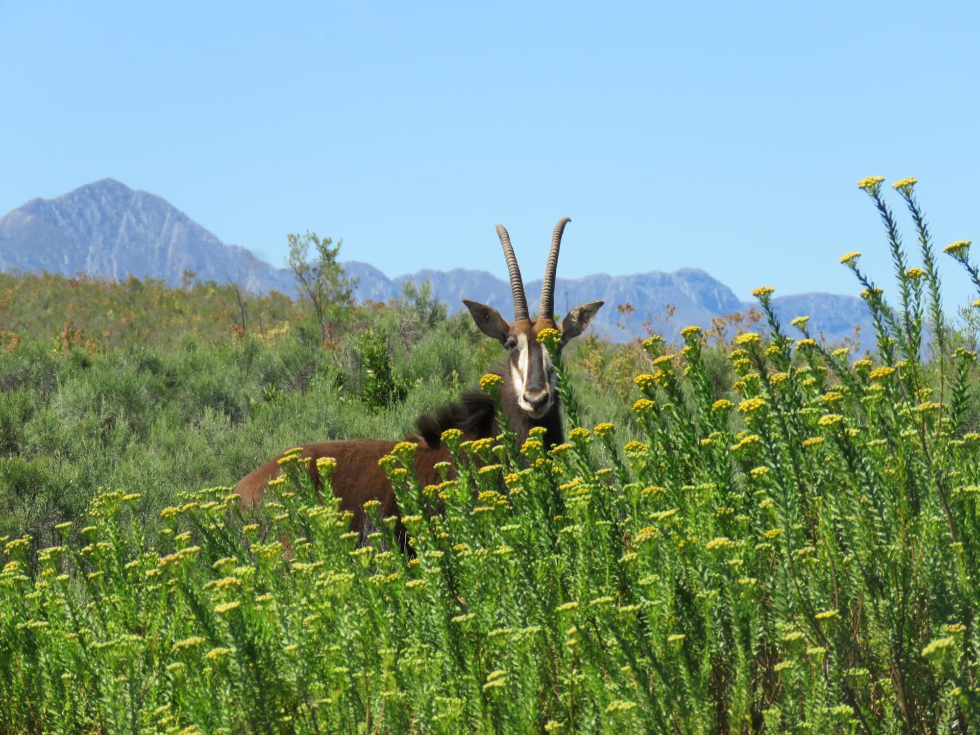 Wildehondekloof Game Lodge Matjiesrivier  Экстерьер фото