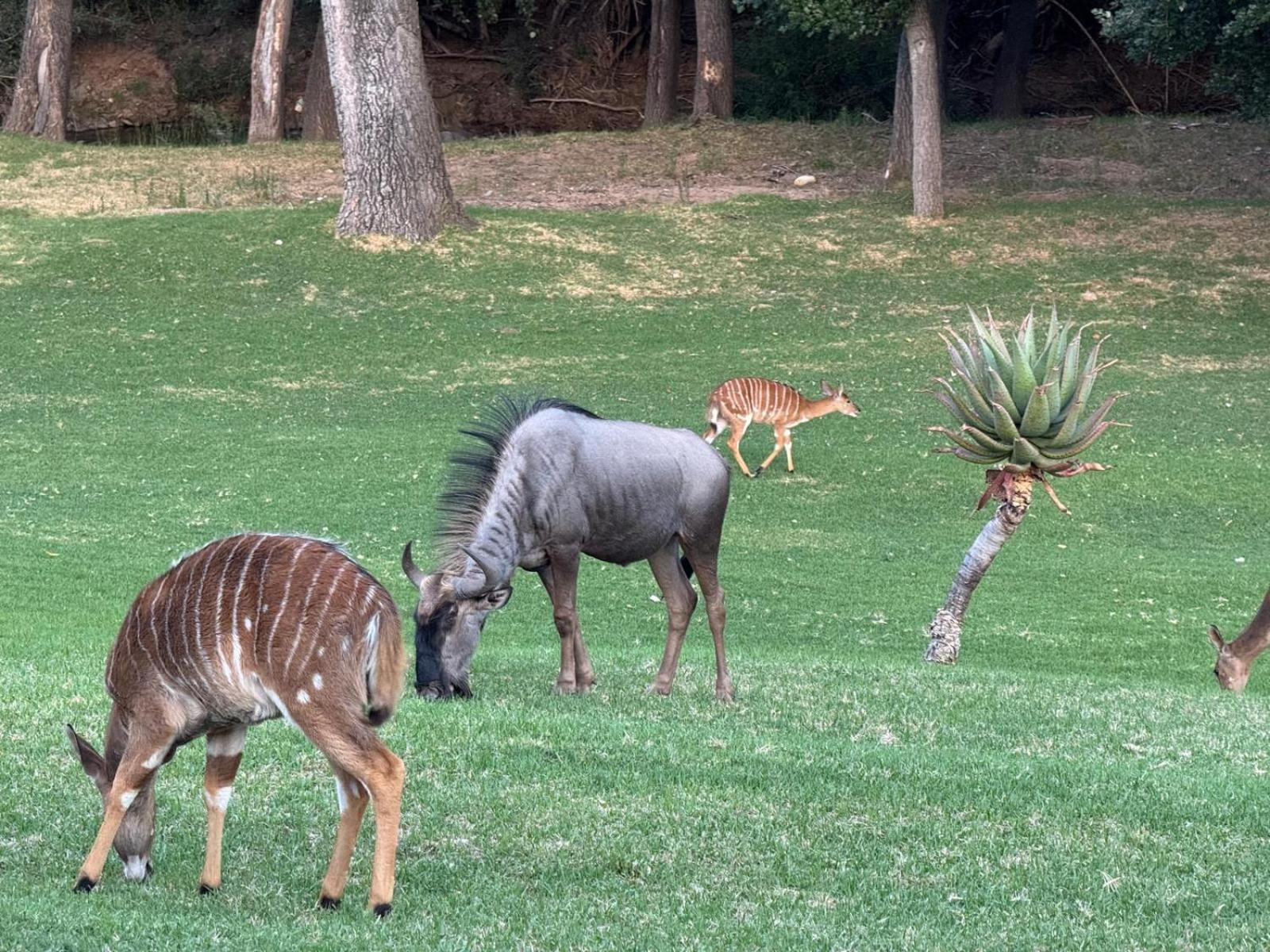 Wildehondekloof Game Lodge Matjiesrivier  Экстерьер фото