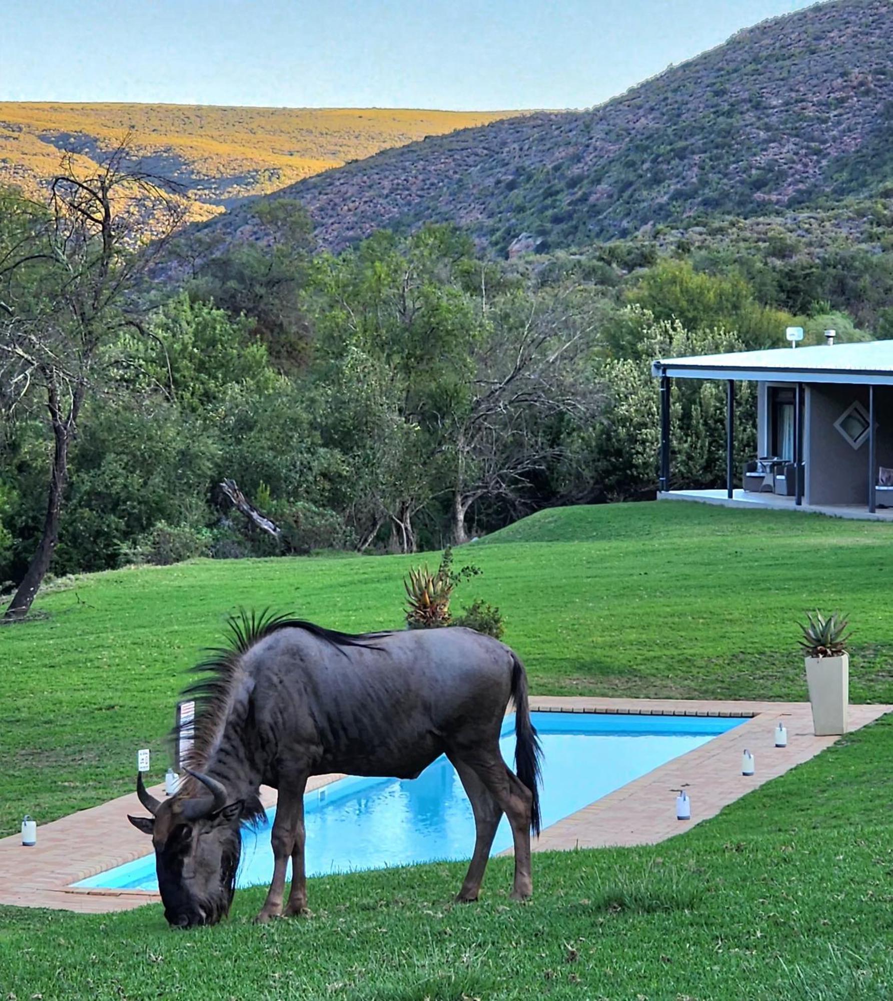 Wildehondekloof Game Lodge Matjiesrivier  Экстерьер фото