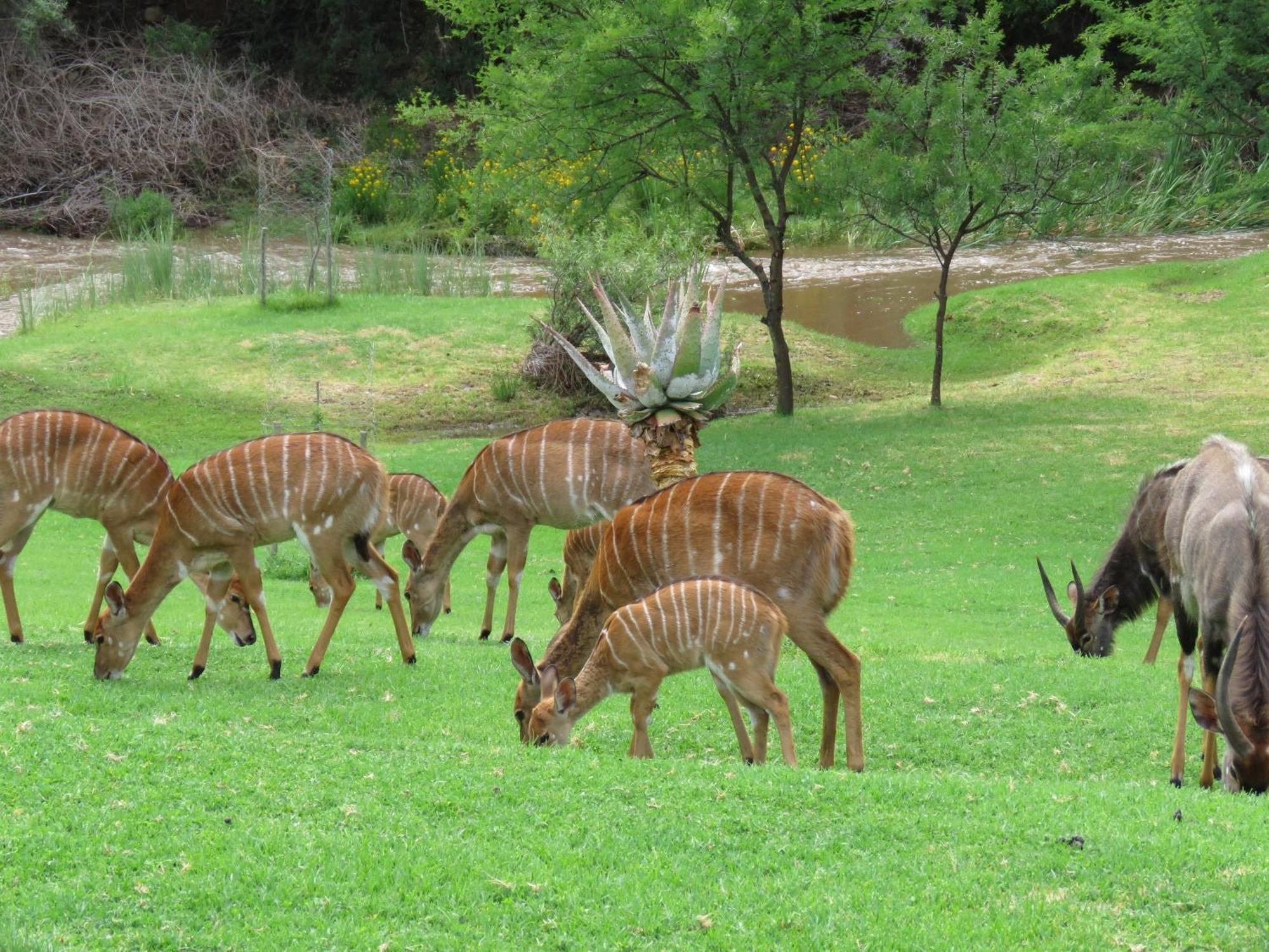 Wildehondekloof Game Lodge Matjiesrivier  Экстерьер фото